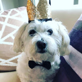 Cute Pet Birthday Crown Hat and Bow Tie Collar Set for Dog Cat Birthday Party Supplies (Royal & Gold)