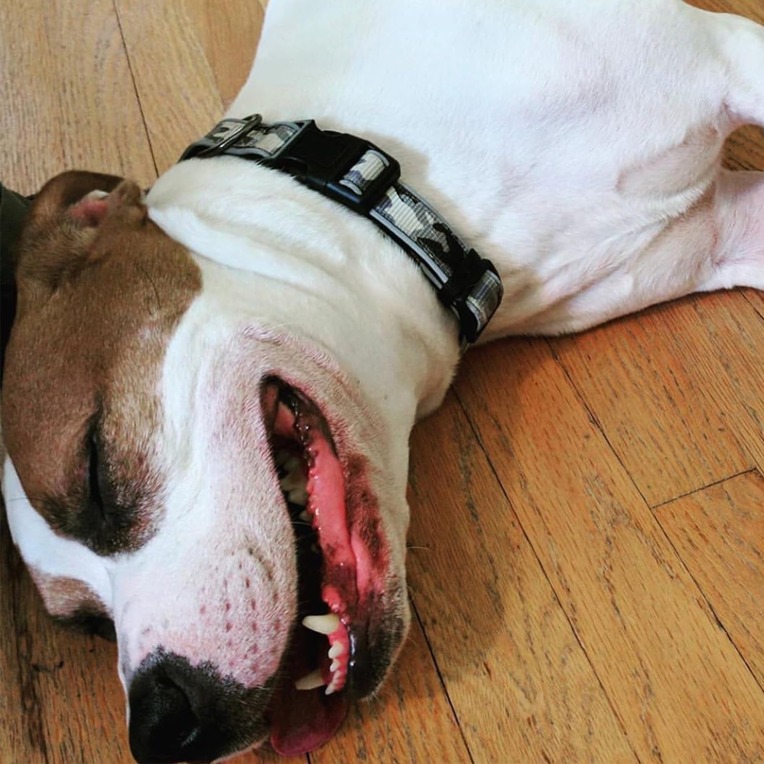 Soft Adjustable Reflective Padded Pet Dog Collar Camouflage Pink Camo Medium / Large 3/4 Inch