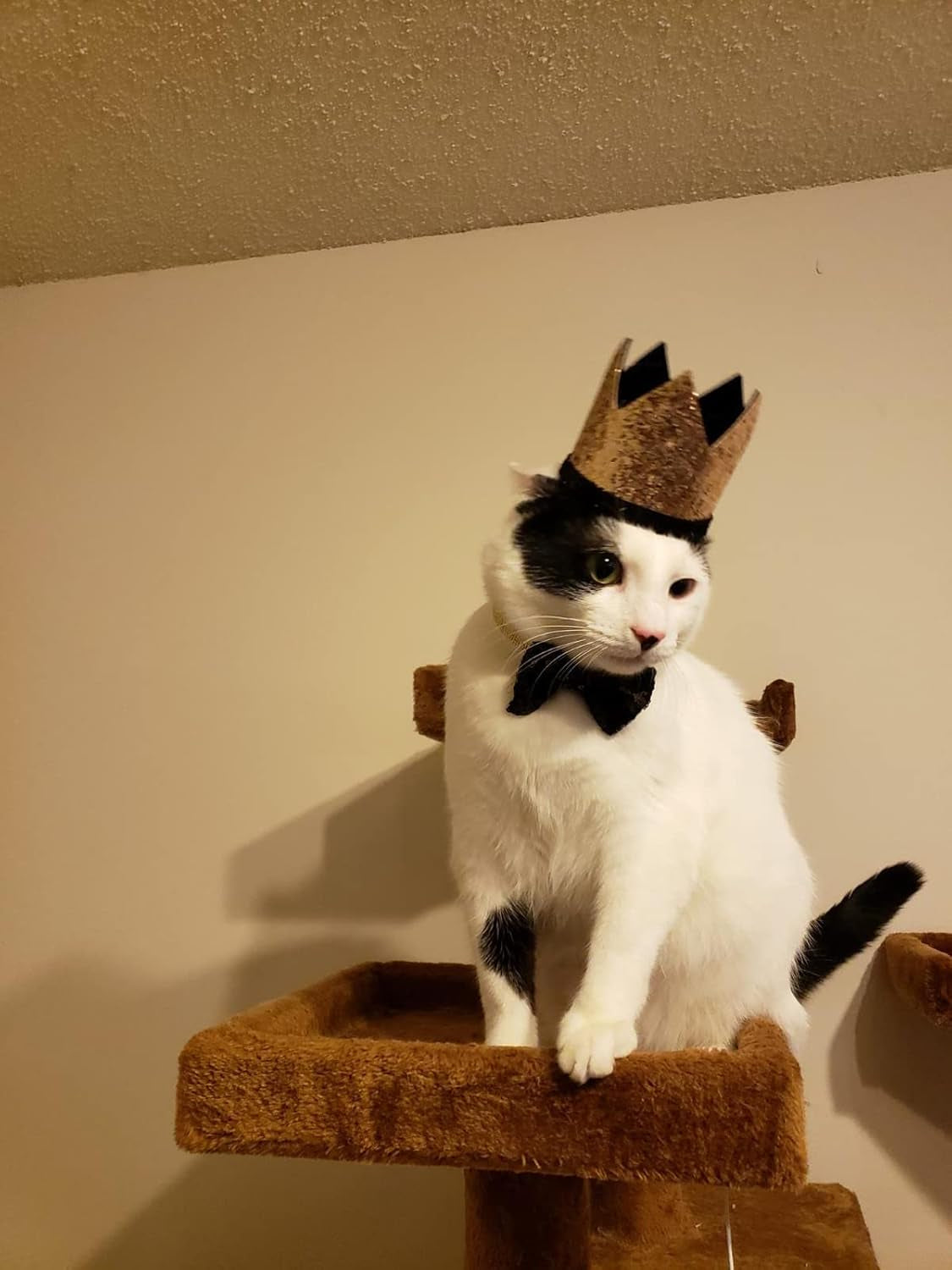 Cute Pet Birthday Crown Hat and Bow Tie Collar Set for Dog Cat Birthday Party Supplies (Royal & Gold)