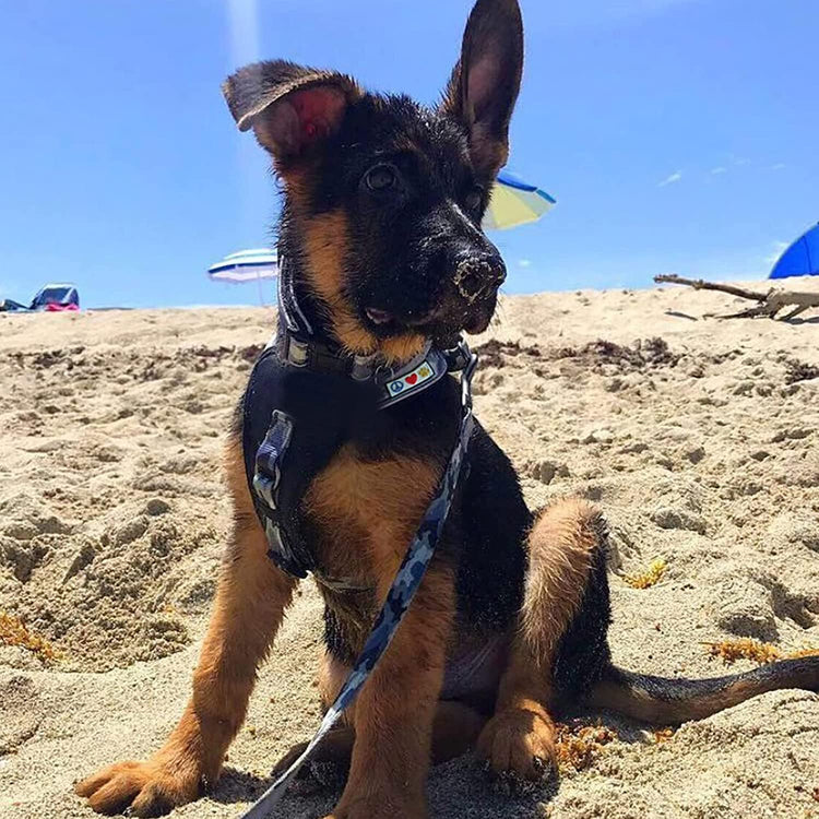 Soft Adjustable Reflective Padded Pet Dog Collar Camouflage Pink Camo Medium / Large 3/4 Inch