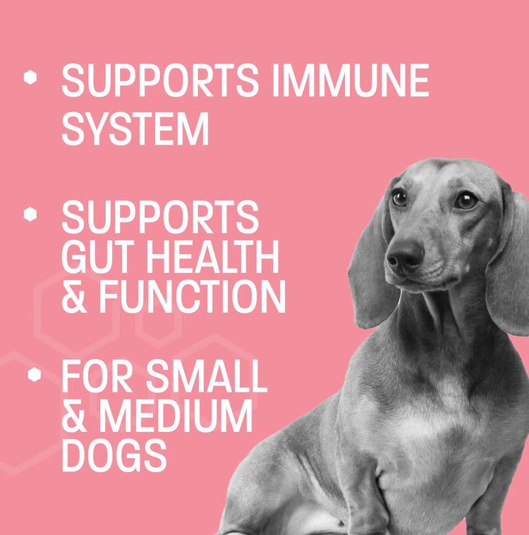 Dog Probiotic Chews for Dogs - Support Healthy Digestion Dog Probiotics and Digestive Enzymes for Gut Health for Dogs - for Traveling, Kenneling and Training - Large/Giant Dog