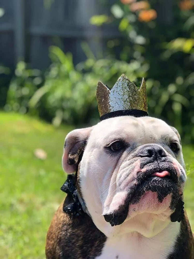 Cute Pet Birthday Crown Hat and Bow Tie Collar Set for Dog Cat Birthday Party Supplies (Royal & Gold)